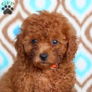 Fern, Toy Poodle Puppy