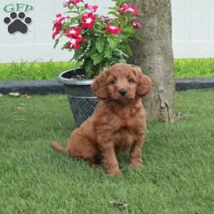 Fern, Irish Doodle Puppy