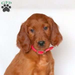 Fern, Irish Setter Puppy