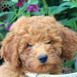Fern, Mini Goldendoodle Puppy