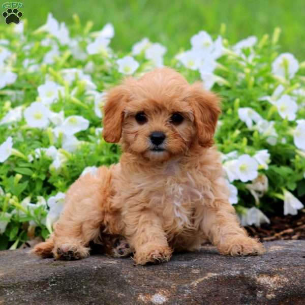 Fern, Cavapoo Puppy