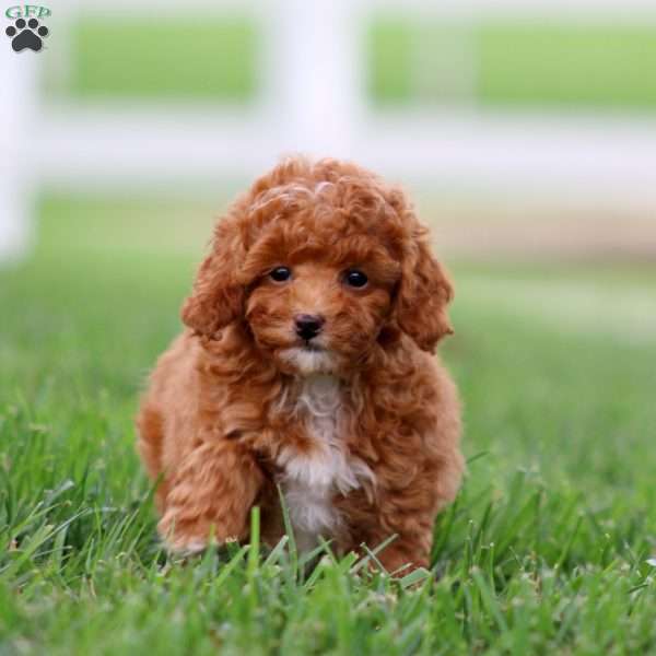 Fern, Toy Poodle Puppy