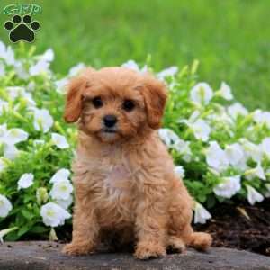 Fern, Cavapoo Puppy