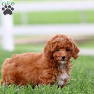 Fern, Toy Poodle Puppy