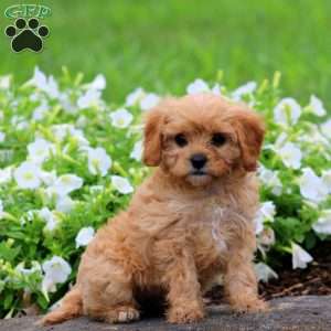 Fern, Cavapoo Puppy