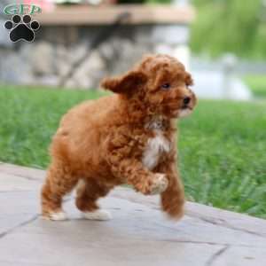 Fern, Toy Poodle Puppy