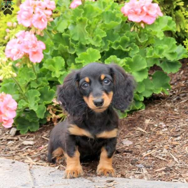 Feta-Mini, Dachshund Puppy