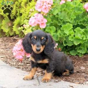 Feta-Mini, Dachshund Puppy