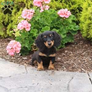 Feta-Mini, Dachshund Puppy