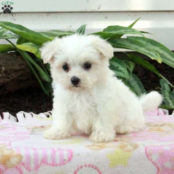 Fia, Maltese Puppy