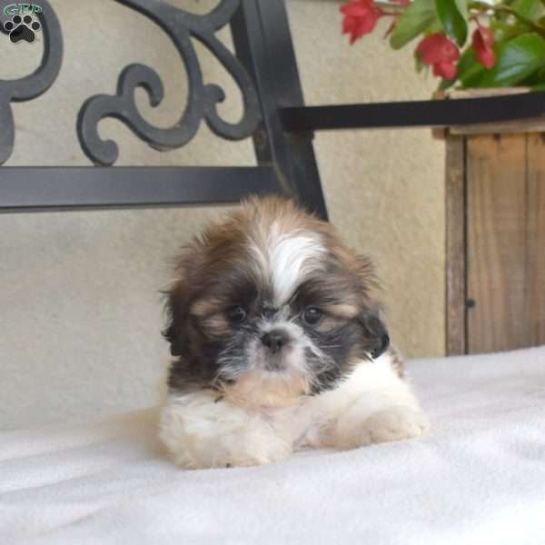Filbert, Shih Tzu Puppy