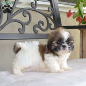Filbert, Shih Tzu Puppy