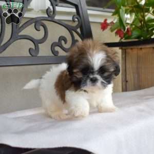 Filbert, Shih Tzu Puppy
