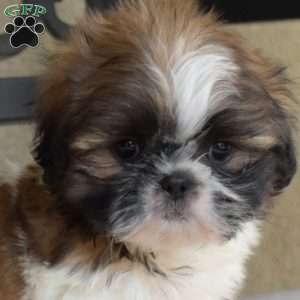 Filbert, Shih Tzu Puppy