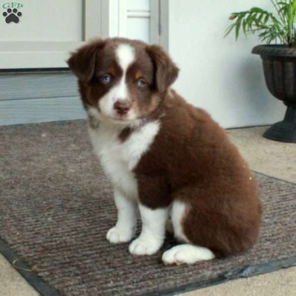 Finley, Miniature Australian Shepherd Puppy