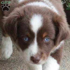 Finley, Miniature Australian Shepherd Puppy