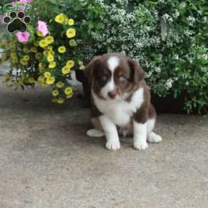 Finley, Miniature Australian Shepherd Puppy