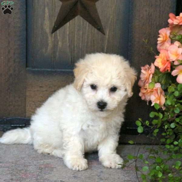Finn, Bichon Frise Puppy