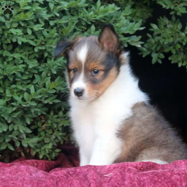 Finn, Sheltie Puppy