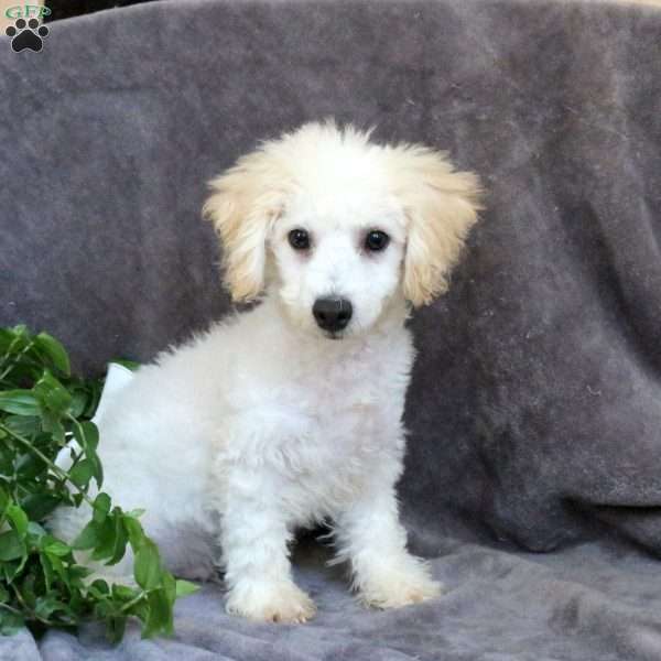 Finn, Bichon Frise Puppy