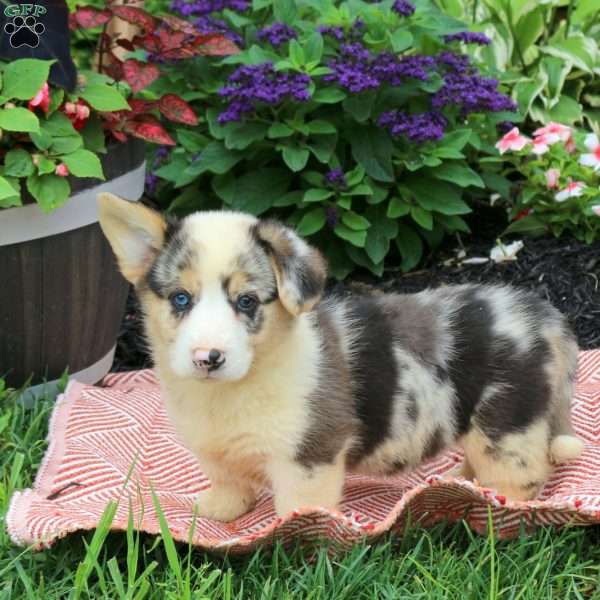 Finn, Pembroke Welsh Corgi Puppy