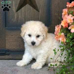 Finn, Bichon Frise Puppy