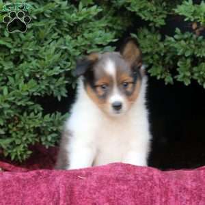 Finn, Sheltie Puppy