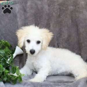 Finn, Bichon Frise Puppy