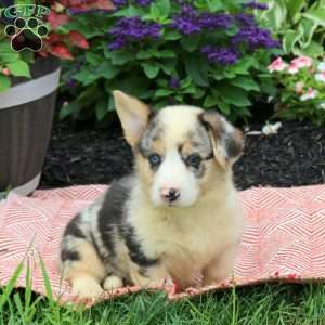 Finn, Pembroke Welsh Corgi Puppy