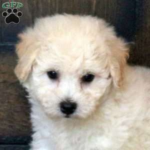Finn, Bichon Frise Puppy
