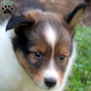 Finn, Sheltie Puppy