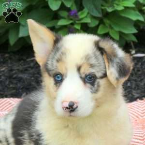Finn, Pembroke Welsh Corgi Puppy
