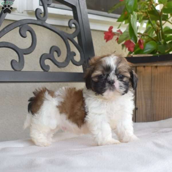 Finnegan, Shih Tzu Puppy