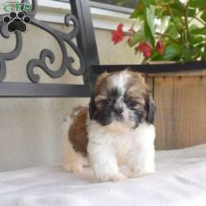 Finnegan, Shih Tzu Puppy