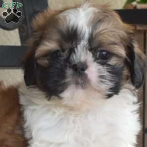 Finnegan, Shih Tzu Puppy