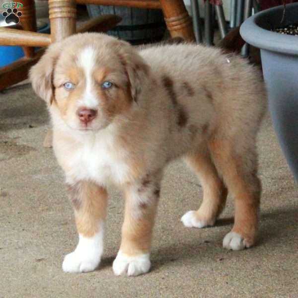 Fiona, Miniature Australian Shepherd Puppy