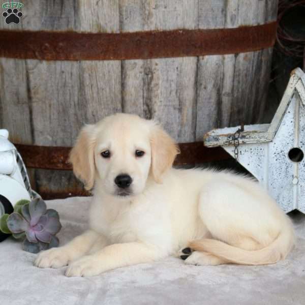 Fiona, Golden Retriever Puppy