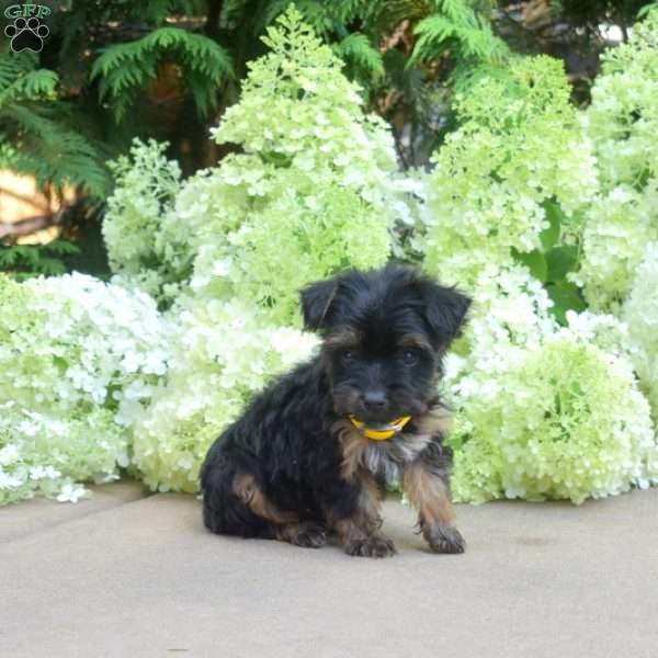 Fiona, Yorkie Puppy