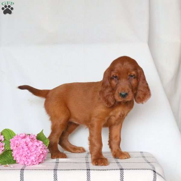 Fiona, Irish Setter Puppy