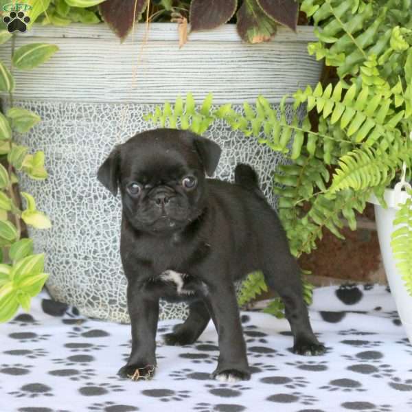 Fiona, Pug Puppy