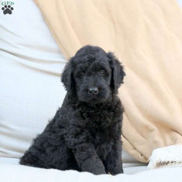 Fiona, Goldendoodle Puppy