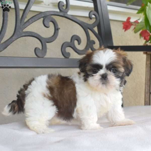 Fiona, Shih Tzu Puppy