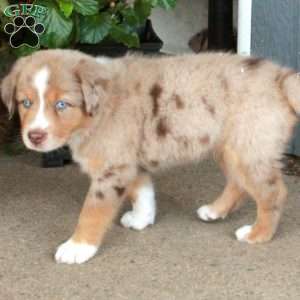 Fiona, Miniature Australian Shepherd Puppy