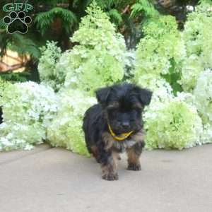 Fiona, Yorkie Puppy