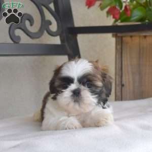 Fiona, Shih Tzu Puppy