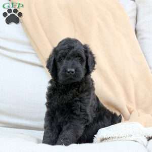 Fiona, Goldendoodle Puppy