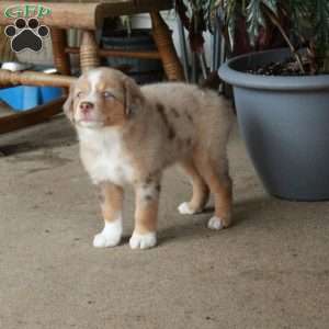 Fiona, Miniature Australian Shepherd Puppy