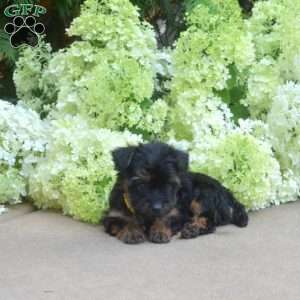 Fiona, Yorkie Puppy