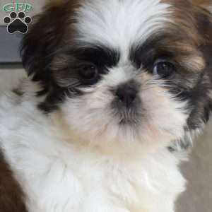 Fiona, Shih Tzu Puppy