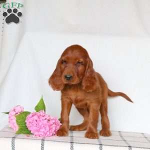Fiona, Irish Setter Puppy